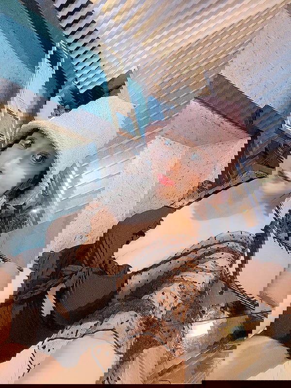 悲報！參戰2次TRE、169公分I罩杯長腿美爆乳「若月美衣奈」12月底AV完全退縮！