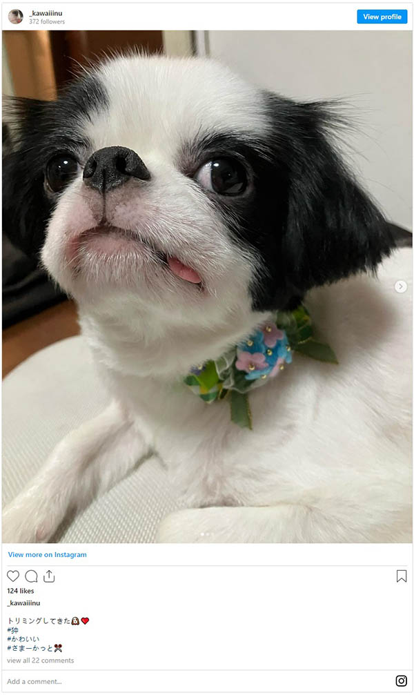 AV生涯的句點！楓カレン最後的引退作是…